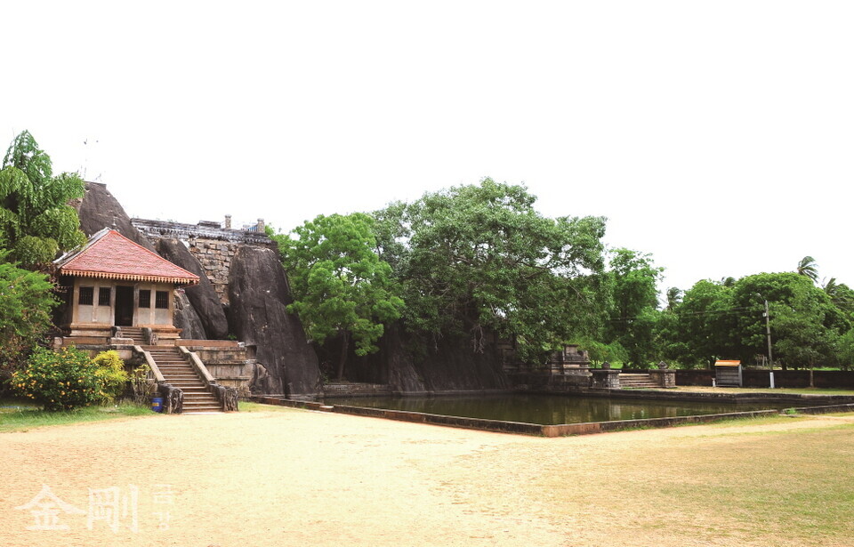 스리랑카에서 가장 오래된 승가대학인 이수루무니아사원의 보리수. 스리랑카에 불교를 전한 마힌다 장로(아소카왕의 장남)가 수행할 때, 그늘을 만들어주었다고 하니 수령 2,000년이 넘는다. 