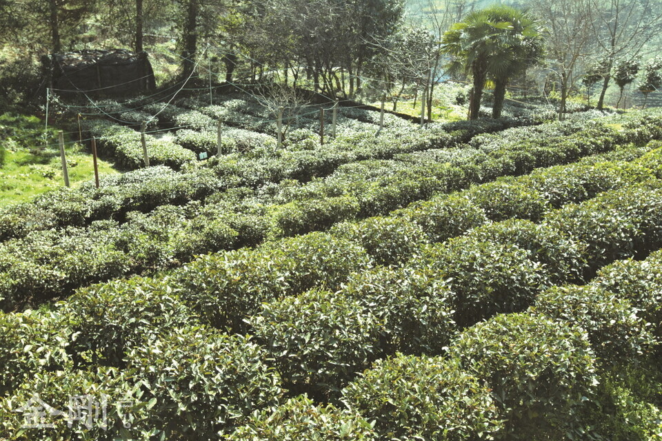 리제의 차 농장은 주로 상속되는데 대부분 1,000m²(300평) 정도의 작은 규모다.