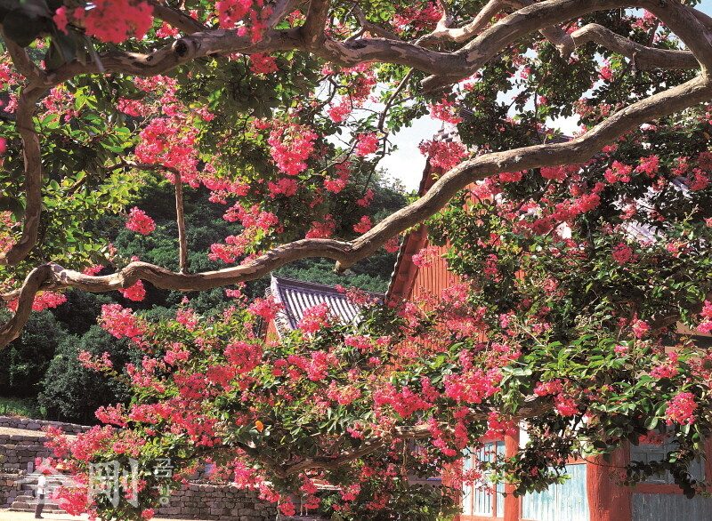 고창 선운사 배롱나무는 나무의 모양만큼이나 줄기도 예쁘다. 수피(樹皮)도 없이 희고 단단해 보이는 가지는 꽃을 피우지 않는 겨울에도 그 자체로 존재감이 충분하다.