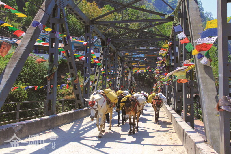 네팔 북부에서 짐을 실은 당나귀들이 다리를 건너고 있다.  ⓒGettyimagesBank