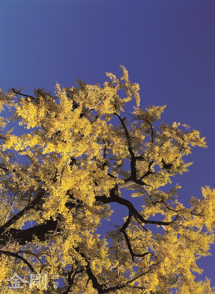 영국사 은행나무는 나이를 잊었다. 천년을 하늘 높이 살아왔어도 아직도 노란색 잎사귀는 싱싱하고 풍성하기만 하다. 은행나무는 처음부터 지금까지 그 풍경을 잃은 적이 없다. 