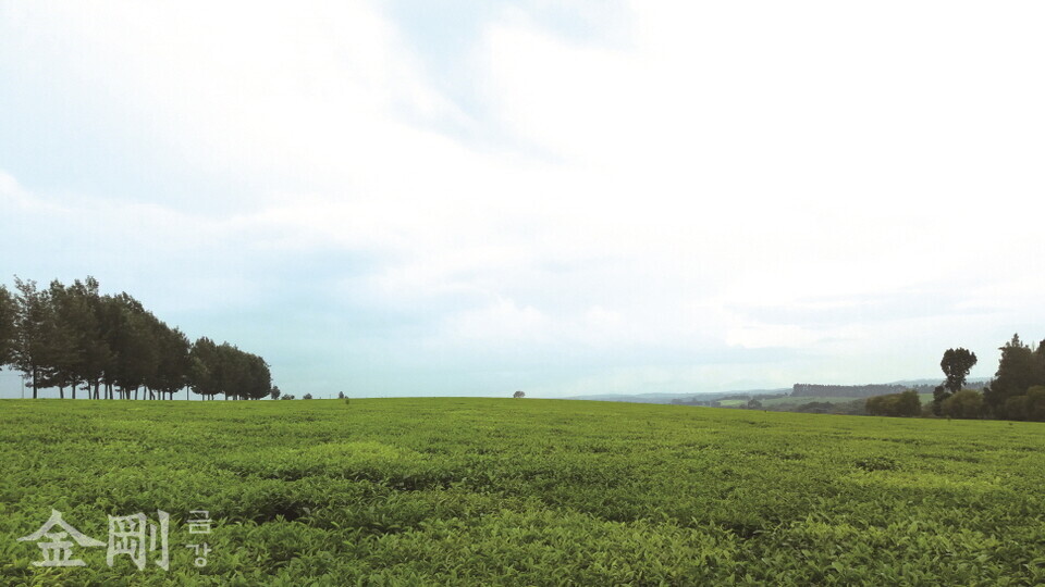 케리초의 드넓은 차밭은 지평선과 맞닿아 있다. 〈사진=송태진〉