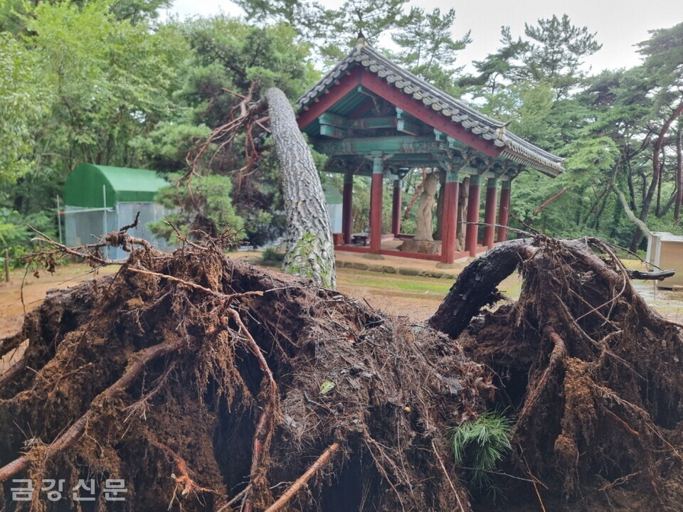 경주 배동 석조여래삼존입상의 소나무 1주가 태풍에 의해 쓰러졌다. 