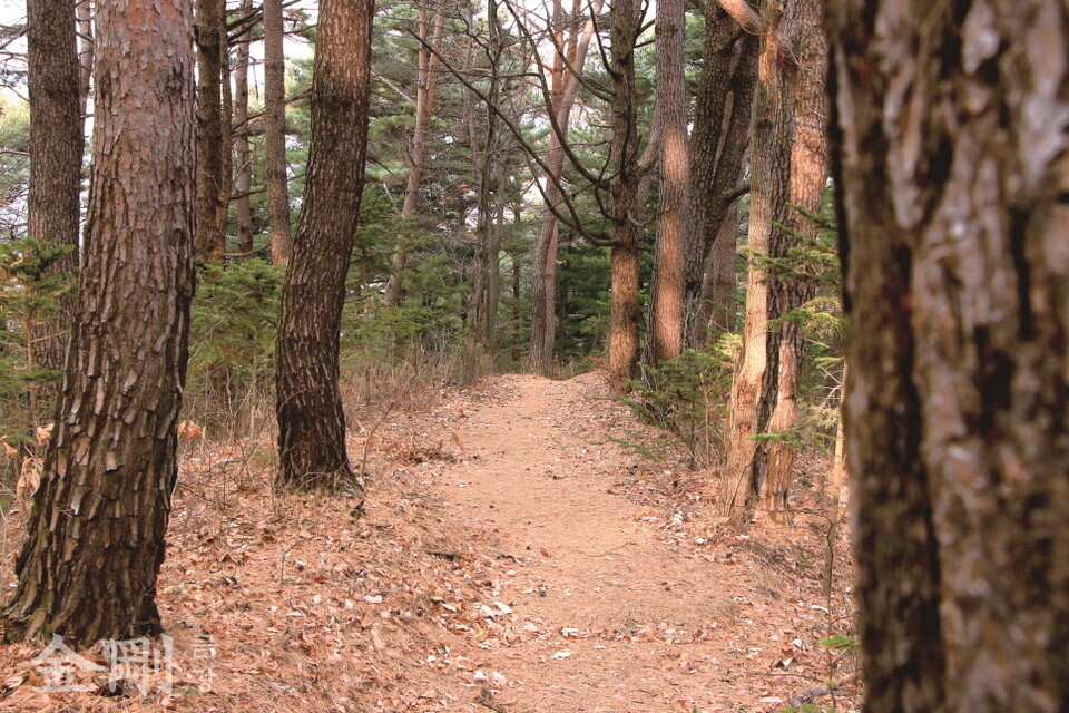 숲길을 따라 걷다 보니 하늘을 향해 뻗은 수려한 잣나무들이 울창한 숲을 이룬다. 