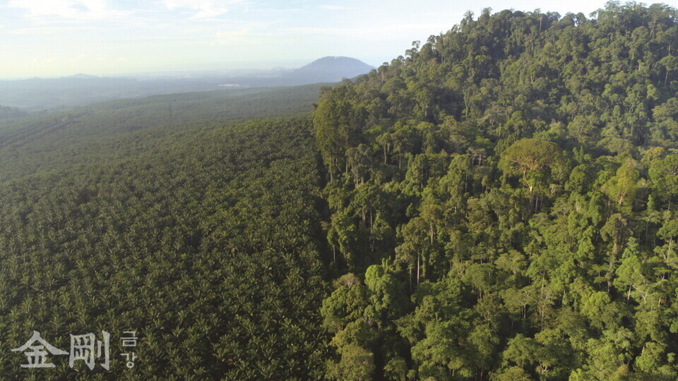 보르네오섬의 우거진 우림(사진 내 오른쪽)과 우림을 개간한 팜유 농장. 개발로 인해 우림 지역이 줄어들고 있다.