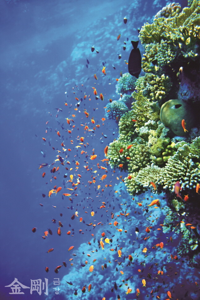 환경운동가들은 해양생태계가 파괴되면 기후변화로 산호가 죽고, 결국 인류도 멸망할 것이라고 경고한다. ⓒGettyimagesBank