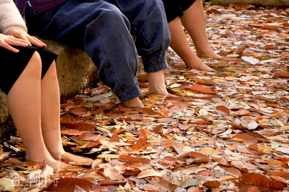 국립대운산치유의숲은 물치유욕 프로그램을 운영하고 있다. 낙엽이 가득한 물치유욕장에서 발을 담그고 있는 체험객들.