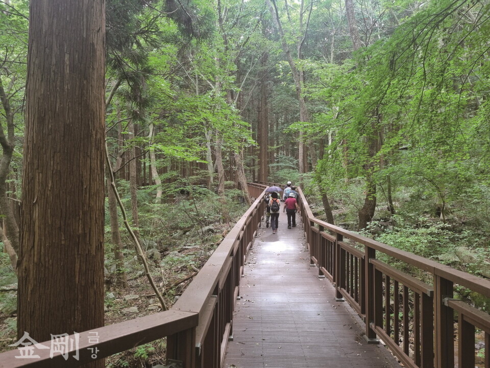 비가 내리는 날, 숲에선 더 짙은 자연의 향기가 난다. 탐방객 여럿이 보슬비 내리는 장성치유의숲 데크길에서 짙은 나무향기를 맡으며 걷고 있다.