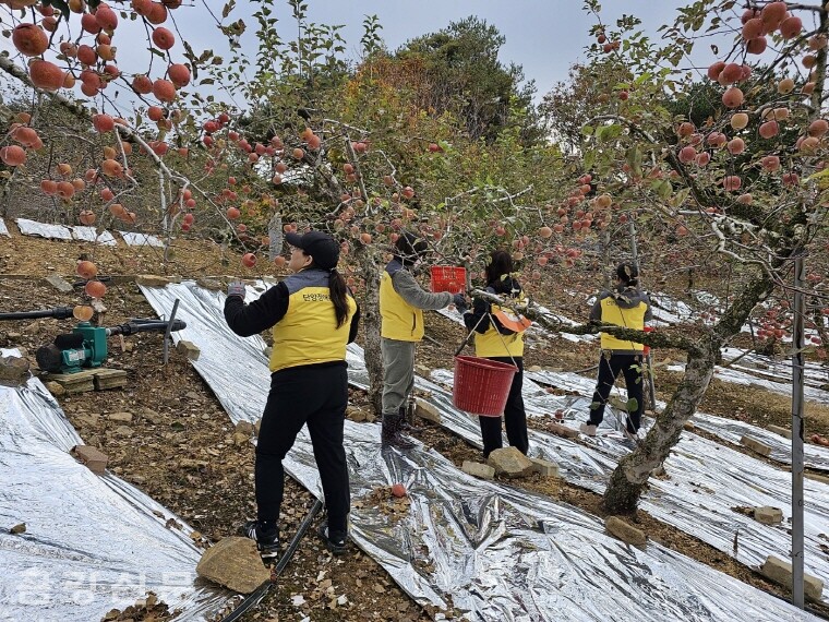 단양장애인복지관은 11월 1일 단성면 가산리 사과 재배 농가를 방문해 일손 지원에 나섰다.