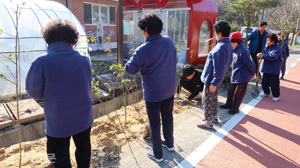 마을 주민들이 길가에 장미나무를 심고 있다. 
